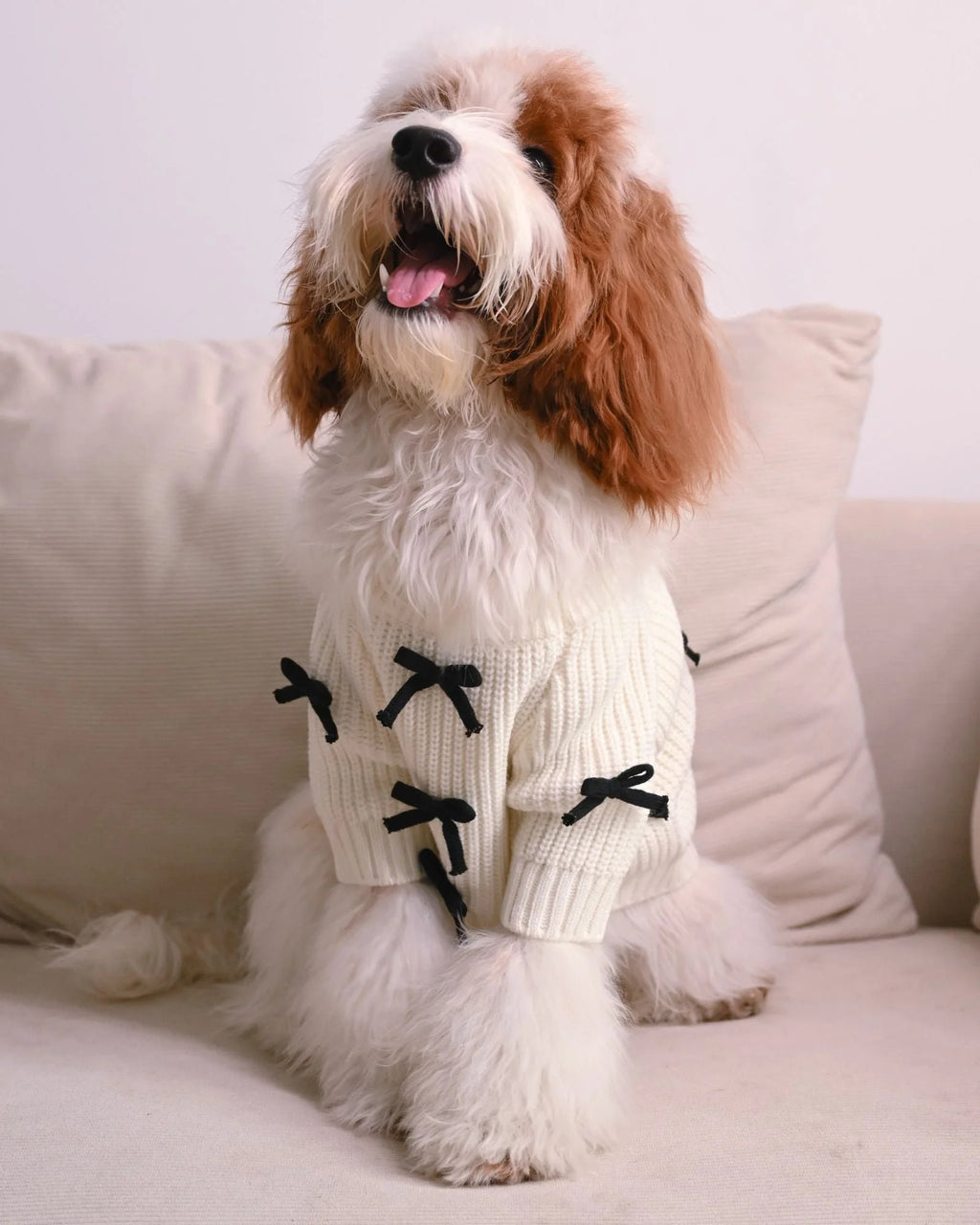 dogsweater02.jpg