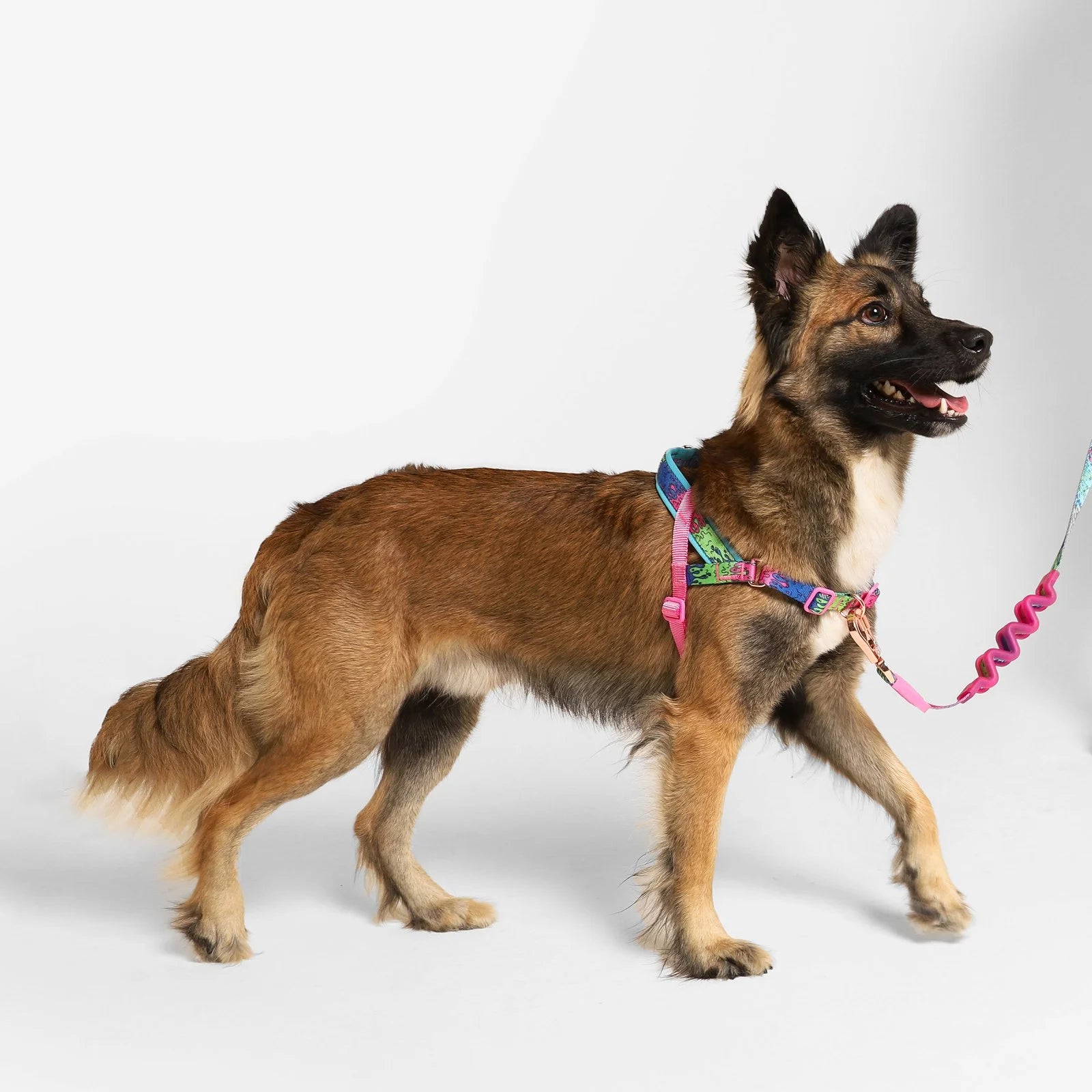 melted-softerwalk-harness-main-3_952d2181-8d8b-4bae-b10e-82ff9a31a7cc.jpg