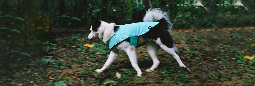 zeedog-coat-mint-dk-carrossel-2.jpg