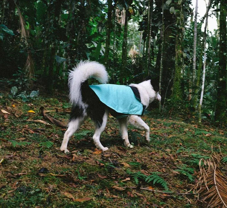 zeedog-coat-mint-mo-carrossel-1.jpg