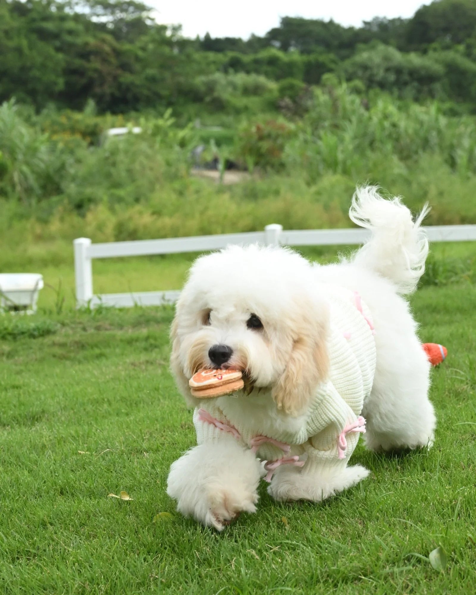 14_a699a73d-3454-45f9-8f99-81fc6fc1bc57.jpg