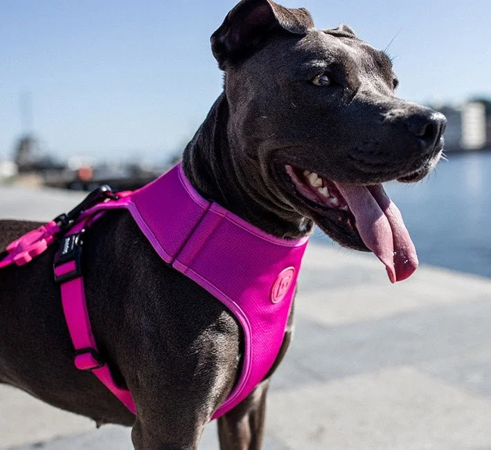 zeedog-adjustable-air-mesh-harness-sand-mo-carrossel-1.jpg