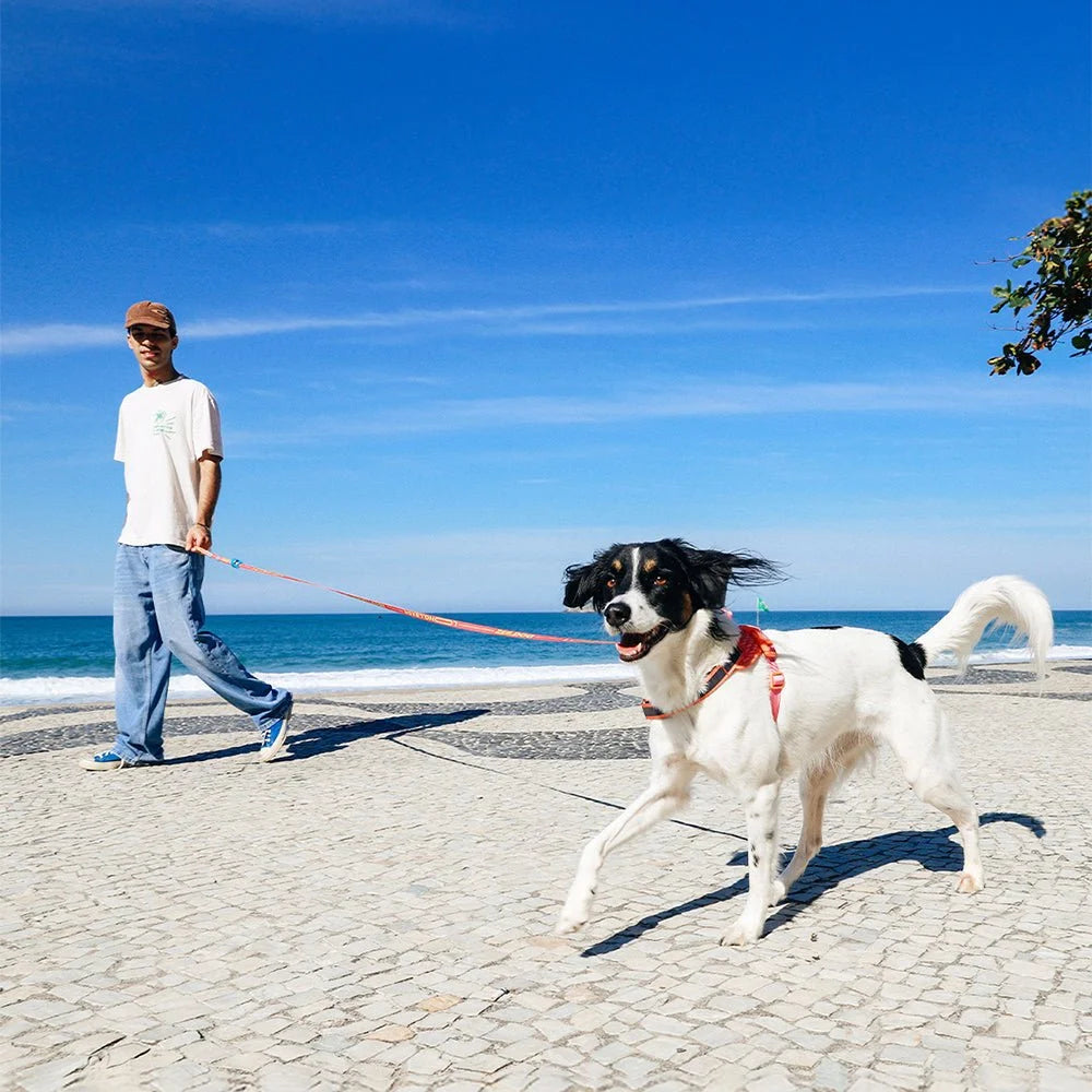 Segundo-longleash-main-3.jpg