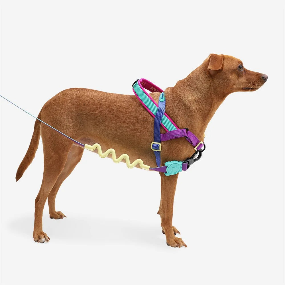 zeedog-soft-walk-harness-shockwave_main-4.jpg