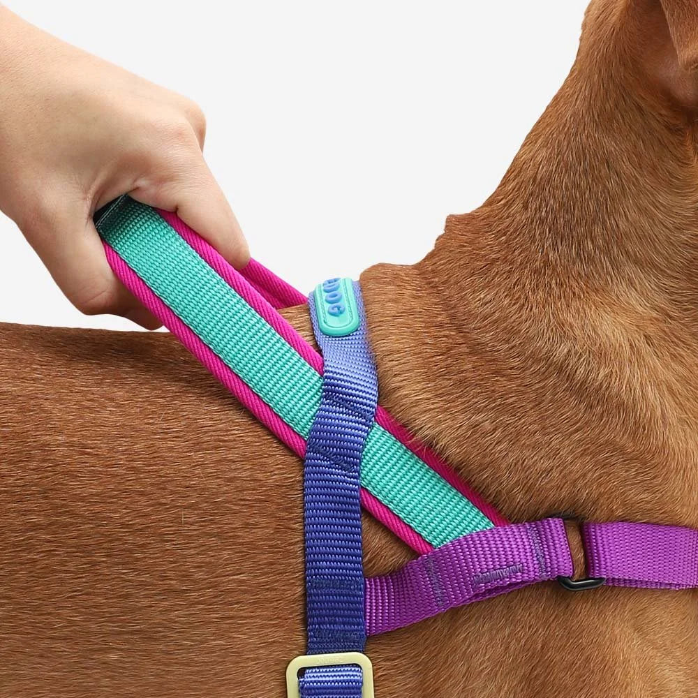 zeedog-soft-walk-harness-shockwave_main-5.jpg