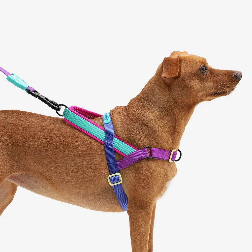 zeedog-soft-walk-harness-shockwave_main-6.jpg