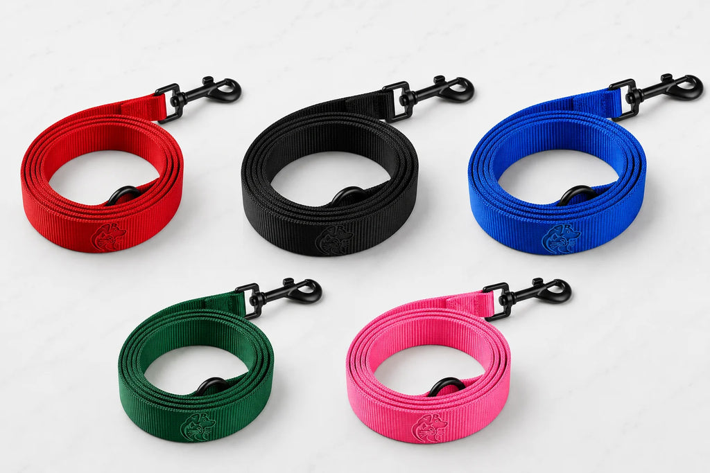 Five coiled pet leashes in red, black, blue, green, and pink with black clips on a white background
